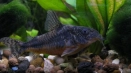 Съдържание на corydoras paleatus (soma of the coridors of the speckled)