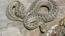 Steppe viper: всички най -важни и интересни