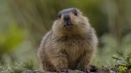 Surki (marmota): интересни факти, местообитание, какво изглежда, цвят, размер, снимки, изгледи...