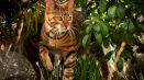 Tiger cat: описание и име на популярни породи