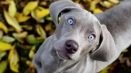Weimaraner: описание, цена, грижа