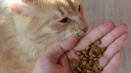 Всичко за котешката храна мондж (монге)