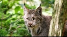 Всичко за lynx