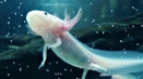 Всичко за axolotle