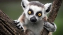 Animal lemur - всички характеристики, видове, цвят, как изглежда, снимки, навици, които се хранят и където живеят...