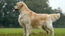 Златен ретривър: описание на златната порода