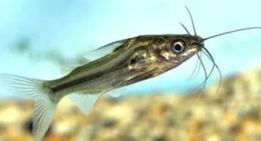 Аквариум риби mistus (mystus vittatus) - райета сом