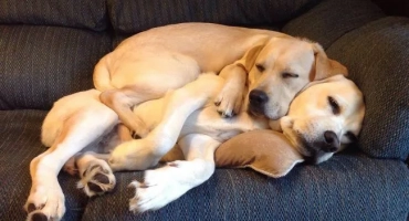 Alimed puppy: какво означава това при купуване