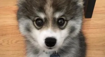 Аляска kli-kai-beautiful husky с размерите на малко spitz