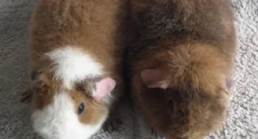 American guine pig teddy: характеристики на съдържанието у дома