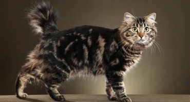 American bobtail - порода котки, късо херметично бобтейл