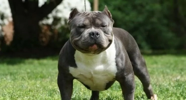 Американски були: характеристика на породата на кучета