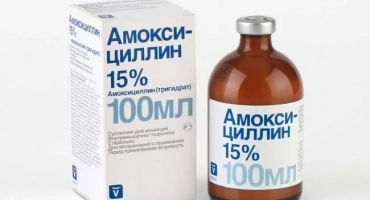 Амоксицилин за котки: инструкции за употреба