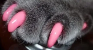 Антизари: наслагвания и шапки за нокти към котки