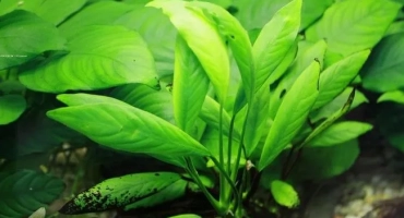 Anubias: съдържанието и възпроизвеждането на растението аквариум