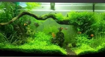 Автоматични хранилки за риба в аквариума: направи си сам инструкции за производство