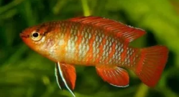 Badis red (dario dario): грижа и поддръжка в аквариума