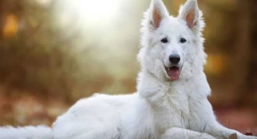 Бяла швейцарска овчарка - характеристики на съдържанието на голяма порода на кучето bsu у дома, характерно, цвят