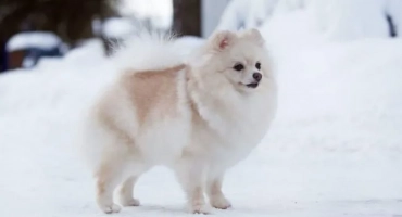 Бяло куче: пухкави кучета с бял цвят