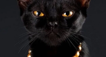 Bombay cat - описание на котките на породата в бомбай