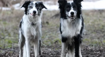 Border collie: описание на породата, характера, цветовете