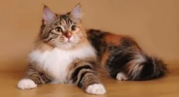 Има ли триколорни котки?