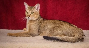 Chausie (cat): описание на породата f1, f2, f3, f4, f5