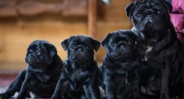 Черен мопс: как изглежда кученцето, характеристики на цвета