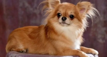 Chihuahua long -haired: прическа и грижа