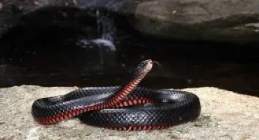 Черна змия или черна ехидна змия