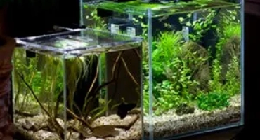 Какво е нано-аквариум и защо е необходимо