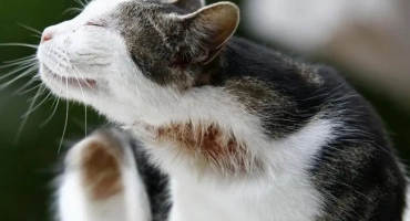 Дерматит при котки: атопичен, uncondermatitis, милитар