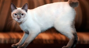 Топ 5 породи котки, които са не по -малко лоялни към своя господар от кучетата