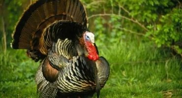 Домашна пуйка: правила за развъждане и функции на съдържанието. Описание на видовете и породите