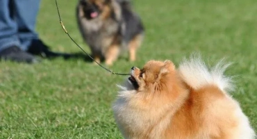 Spitz training у дома за начинаещи