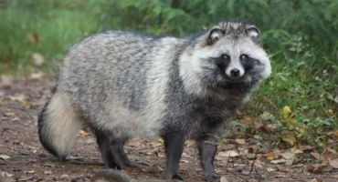 Raccoon dog: какво изглежда, доволно вкъщи