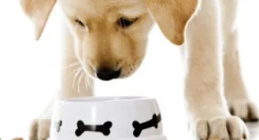 Хипоалергенна храна за кучета