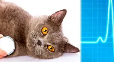 Gkmp при котки (хипертрофична кардиомиопатия)