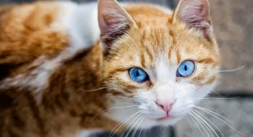 Сини -котки okhos azules: стандарти и описание ojos azules