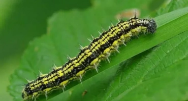 Caterpillar: гледки, снимки и имена, интересни факти, където живеят, какво ядат, колко живеят, превръщайки се в пеперуда,