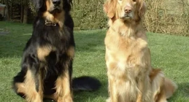 Ховарт - порода силни и умни кучета