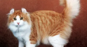 Игрив и приятелски настроен: запознайте се с американските котки kerle