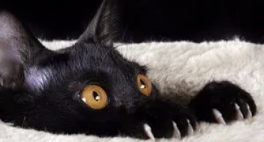 Игрив, привързан и умен: запознайте се с бомби котки