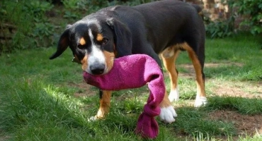 Направи си сам играчки за кучета у дома