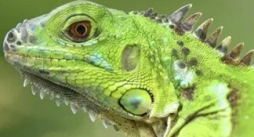 Игуана - отровна ли е: последствията от ухапването