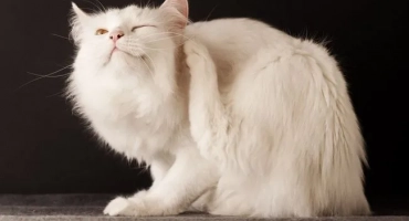 Капки за инспектор за котки: инструкции за употреба