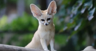 Интересни факти за лисиците на лисици