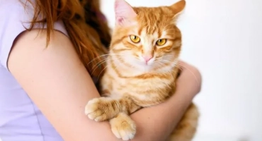 Кой да получи: котка или котка? Претеглям за и против