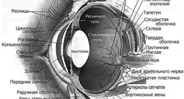 Как кучетата виждат нашия свят и какви цветове разграничават