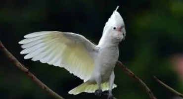 Кокадия гофин